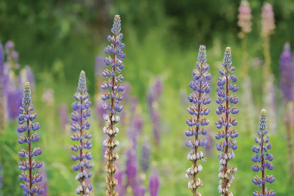 Lupines: Lupine Row by Louis Ruth
