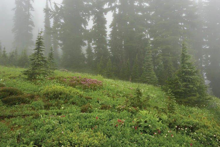 Misty Meadows