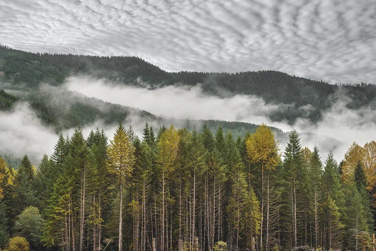 Overcast Foggy Fall Morning