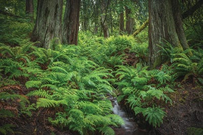 Peace And Solitude by Louis Ruth canvas print