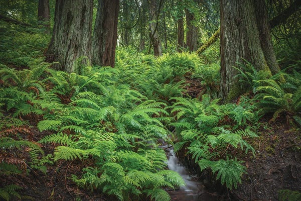 Louis Ruth: Peace And Solitude by Louis Ruth