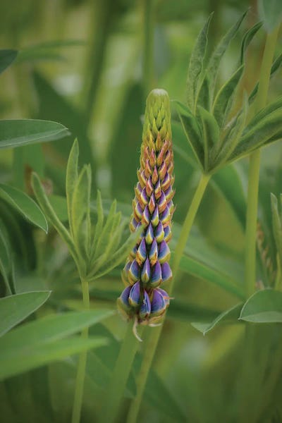Rainbow Of Beauty by Louis Ruth canvas print