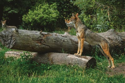 Red Wolf by Louis Ruth canvas print