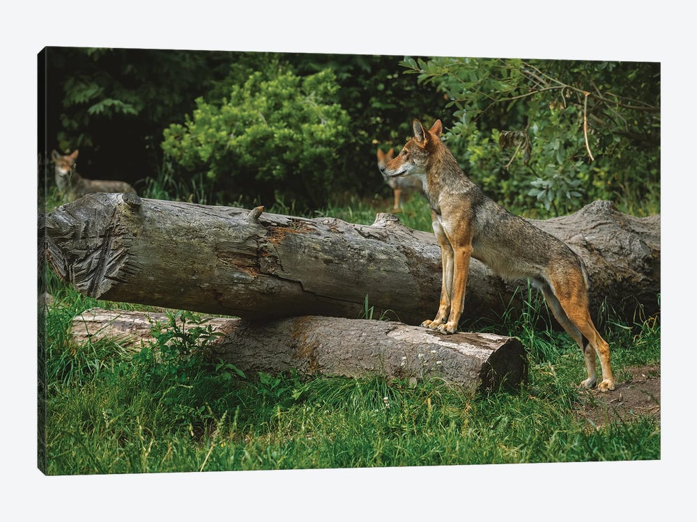 Red Wolf by Louis Ruth 1-piece Canvas Wall Art