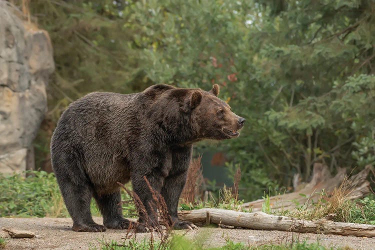 Brown Bear