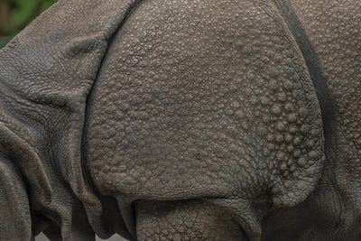 Rhino Lining by Louis Ruth art print