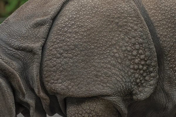 Rhinoceroses: Rhino Lining by Louis Ruth