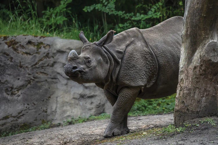 Rhino Scratching