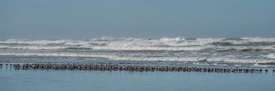 Sand Pipers In A Row by Louis Ruth canvas print