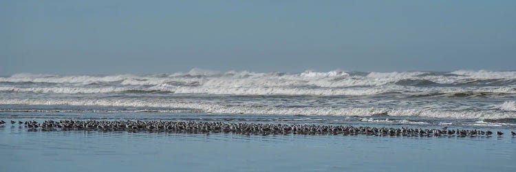 Sand Pipers In A Row