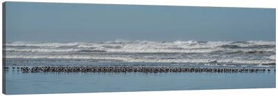Sand Pipers In A Row Canvas Art Print - Sandpiper Art