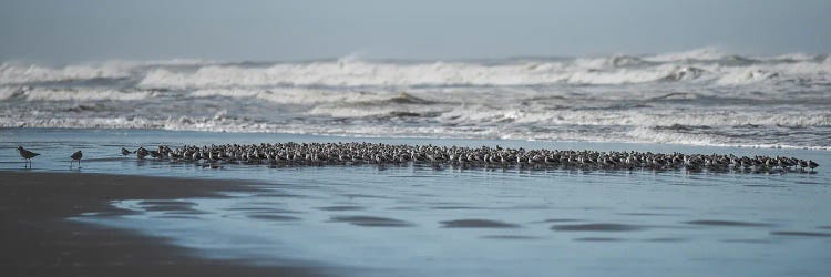 Sand Pipers On A Beach