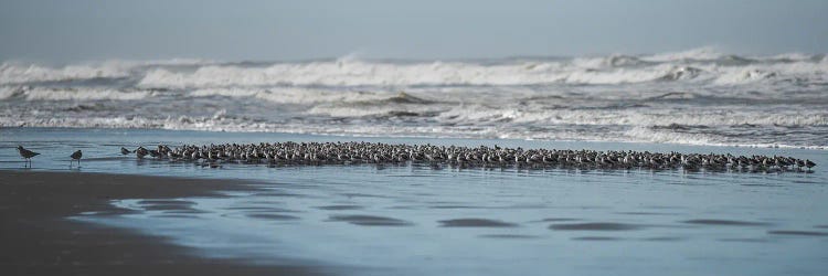 Sand Pipers On A Beach by Louis Ruth wall art