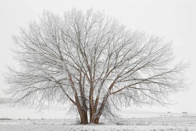 Christmas 2015 by Louis Ruth canvas print