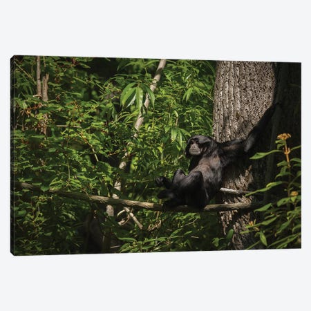 Monkey With Arms Stretched Out In A Tree Canvas Print #LRH170} by Louis Ruth Art Print