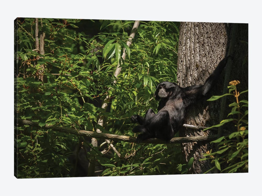 Monkey With Arms Stretched Out In A Tree by Louis Ruth 1-piece Canvas Wall Art
