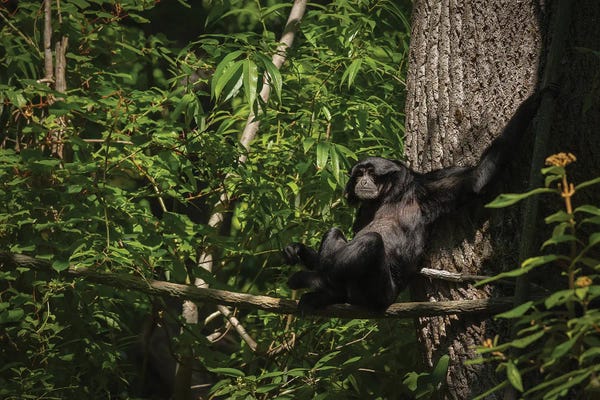 Monkeys: Monkey With Arms Stretched Out In A Tree by Louis Ruth