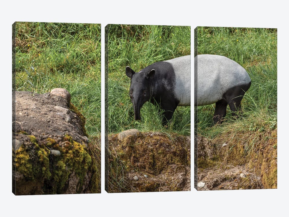 Tapir by Louis Ruth 3-piece Art Print