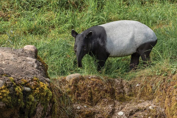 Tapirs: Tapir by Louis Ruth