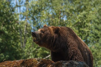 The Thirst In His Eyes by Louis Ruth multi panel art