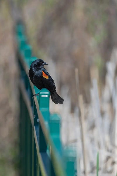 A Twist Of Bokeh by Louis Ruth framed canvas print