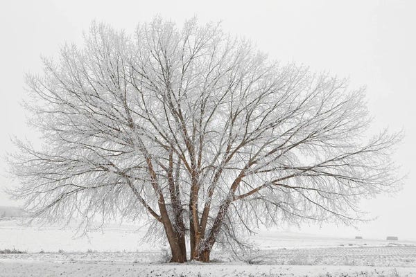 Louis Ruth: Christmas 2015 by Louis Ruth