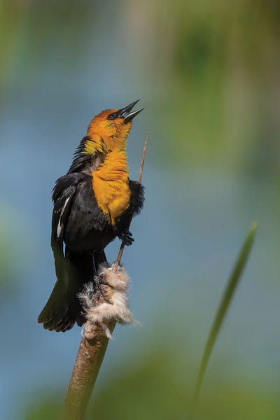 Louis Ruth: Accenting Song by Louis Ruth