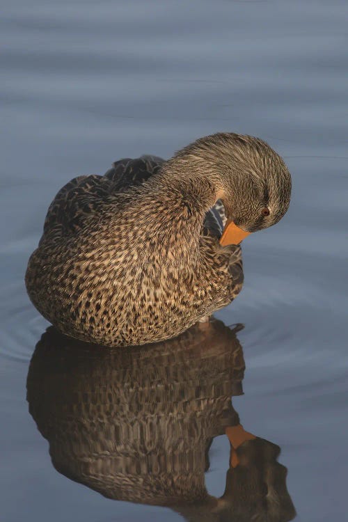 Art Of Preening