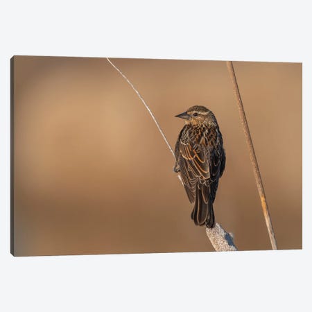 Beautiful Female Sparrow Canvas Print #LRH184} by Louis Ruth Canvas Art Print