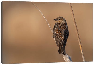 Beautiful Female Sparrow Canvas Art Print - Sparrow Art