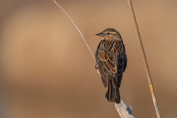 Louis Ruth: Beautiful Female Sparrow by Louis Ruth