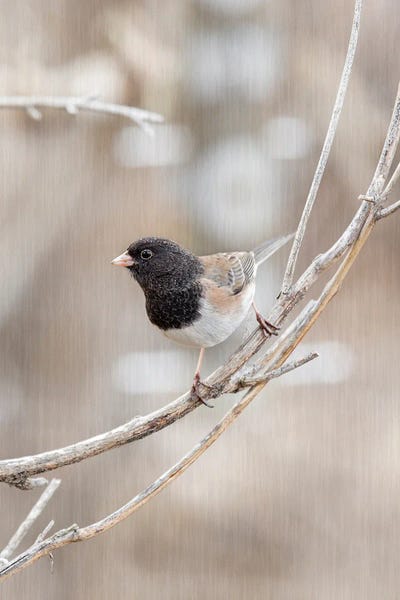 On My Branch by Louis Ruth canvas print