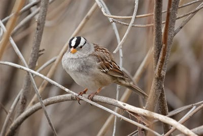Natures Beauty by Louis Ruth canvas print