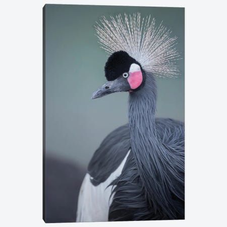 Black-Crowned Crane Profile Canvas Print #LRH187} by Louis Ruth Art Print