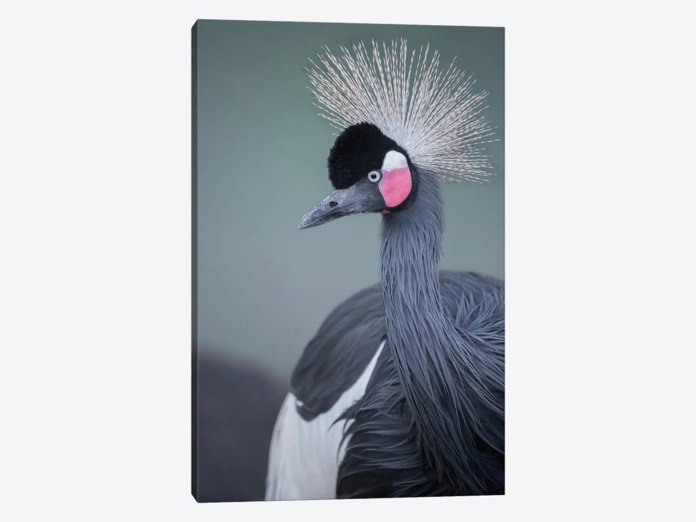 Black-Crowned Crane Profile by Louis Ruth 1-piece Canvas Artwork