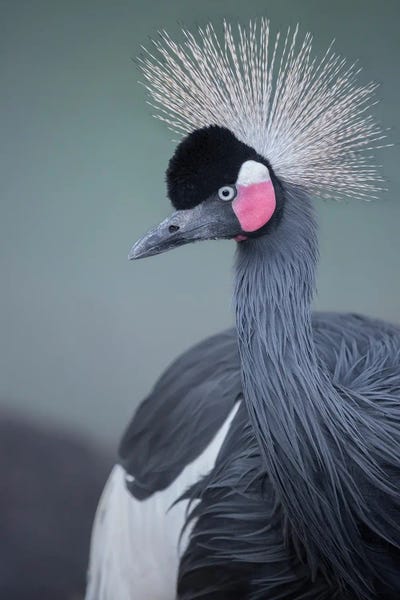 Louis Ruth: Black-Crowned Crane Profile by Louis Ruth