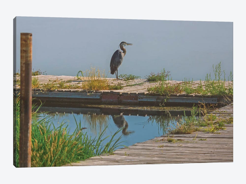 Blue Heron On The Dock by Louis Ruth 1-piece Canvas Art Print