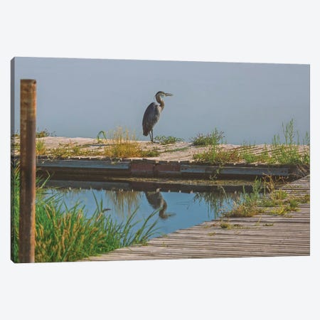 Blue Heron On The Dock Canvas Print #LRH188} by Louis Ruth Canvas Artwork