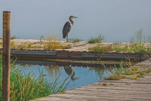 Louis Ruth: Blue Heron On The Dock by Louis Ruth