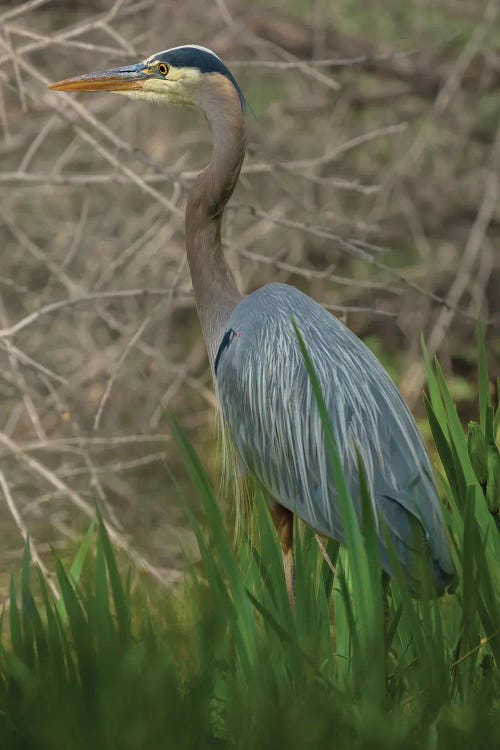 Blue Heron On The Hunt