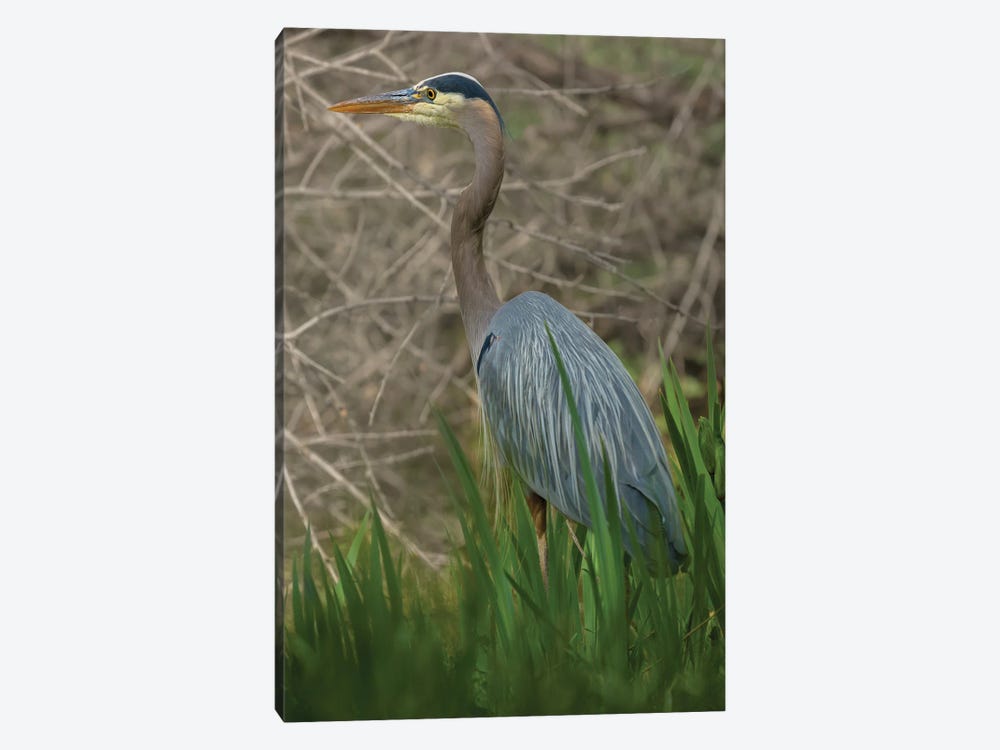 Blue Heron On The Hunt by Louis Ruth 1-piece Canvas Artwork