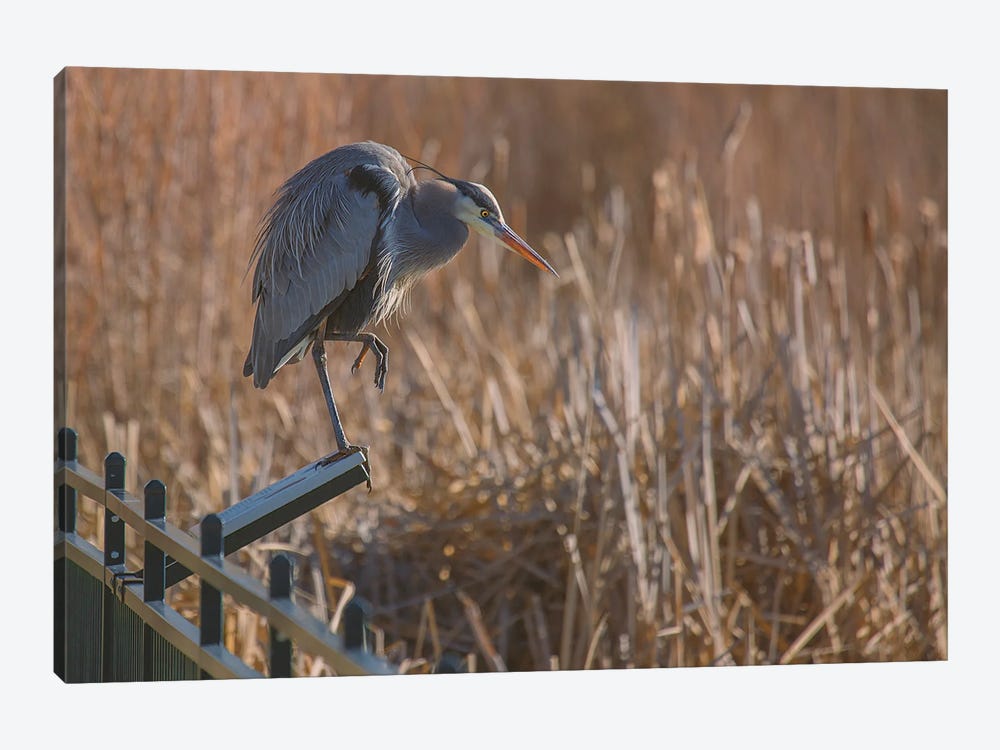Blue Heron On Reader Board by Louis Ruth 1-piece Canvas Wall Art