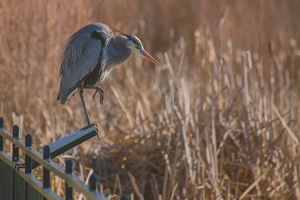 Louis Ruth: Blue Heron On Reader Board by Louis Ruth