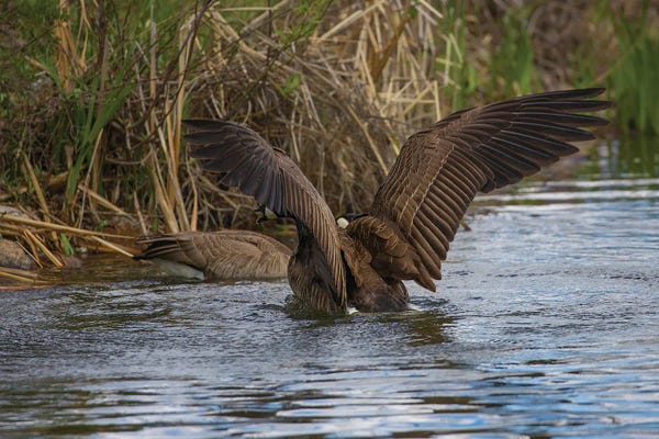 Louis Ruth: Bold And Beautiful by Louis Ruth