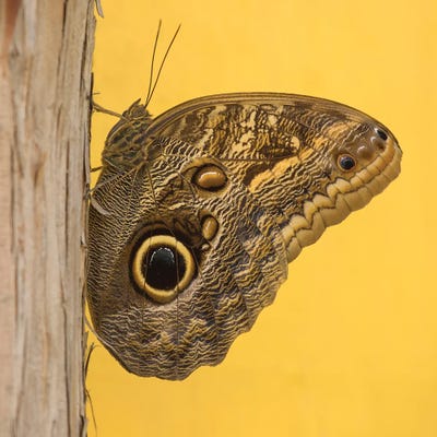 Solo Butterfly by Louis Ruth canvas print