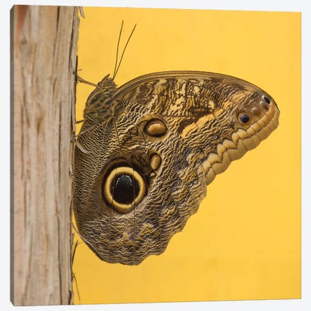 Solo Butterfly Canvas Print #LRH193} by Louis Ruth Canvas Print