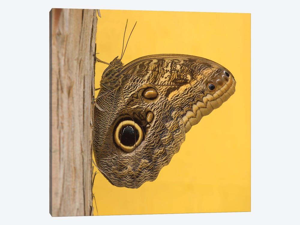 Solo Butterfly by Louis Ruth 1-piece Art Print