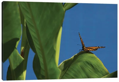 Butterfly On A Leaf Blue Sky Canvas Art Print - Monarch Butterflies