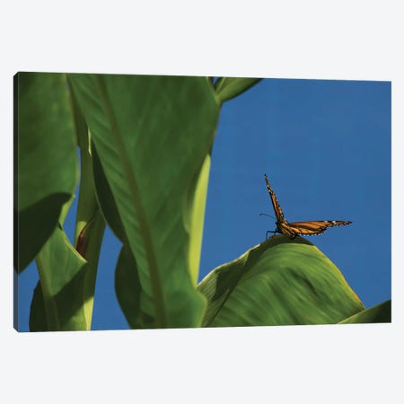 Butterfly On A Leaf Blue Sky Canvas Print #LRH194} by Louis Ruth Canvas Wall Art