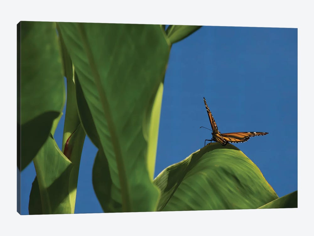 Butterfly On A Leaf Blue Sky by Louis Ruth 1-piece Canvas Art